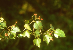 Washington Hawthorn leaves and berries